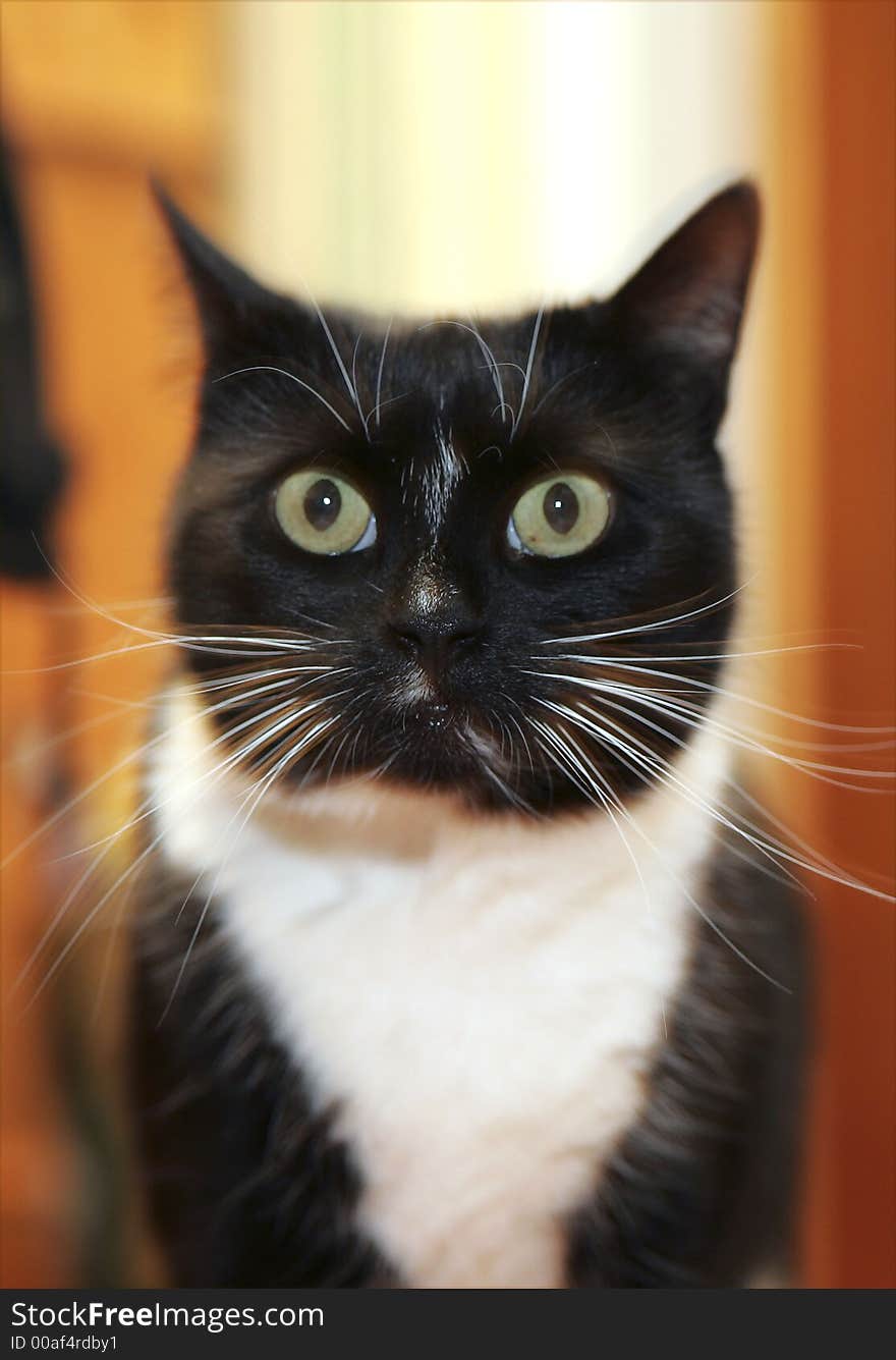 Black and white cat. Window light plus flash