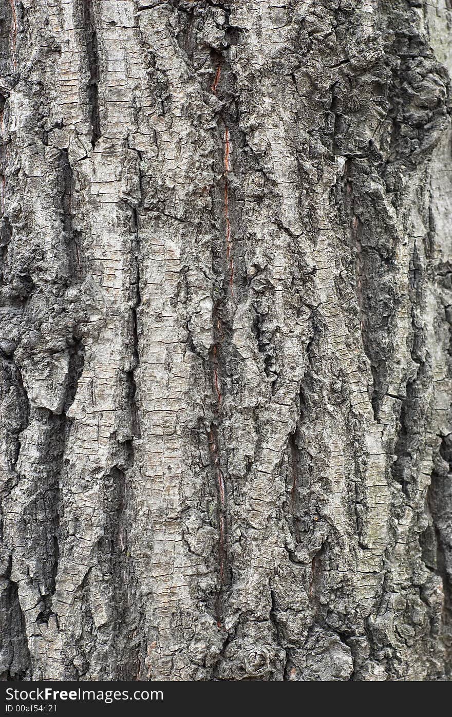 Bark texture #3