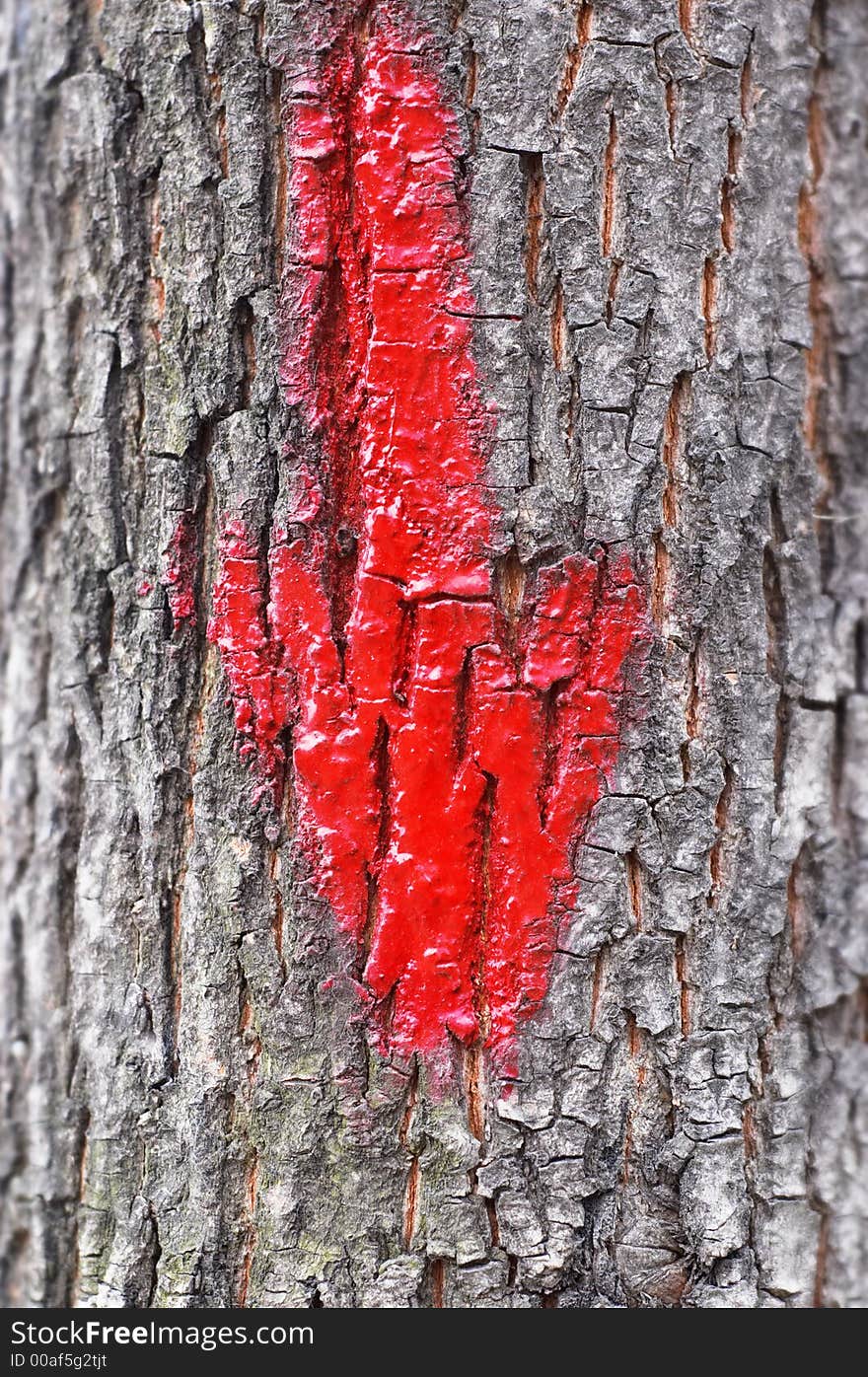 Red Arrow On Tree Bark