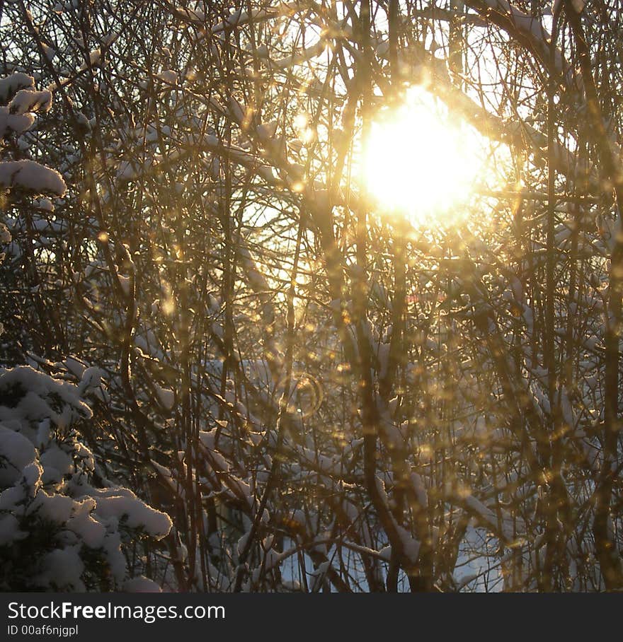 The view out my kitchen window of the first snow in the lilac bushes where the sparrows like to hang out together. The view out my kitchen window of the first snow in the lilac bushes where the sparrows like to hang out together