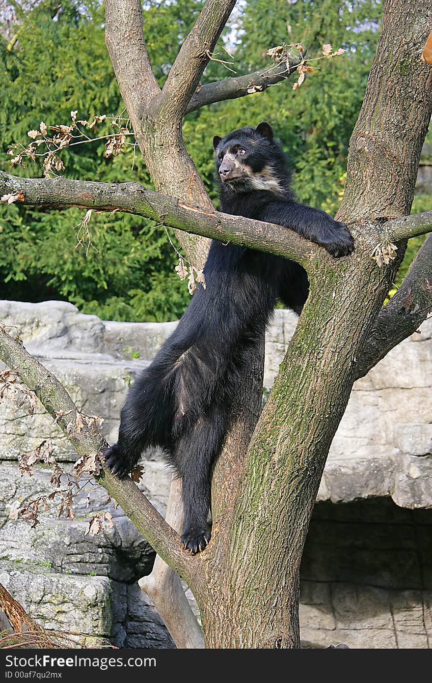 Portrait of Nice Spectacled Bear. Portrait of Nice Spectacled Bear