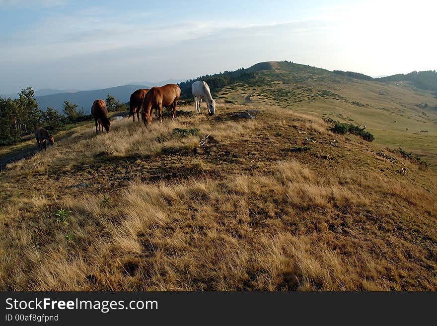 Grazing horses on mountain meadow (Komovy mountain chain in Monte Negro)