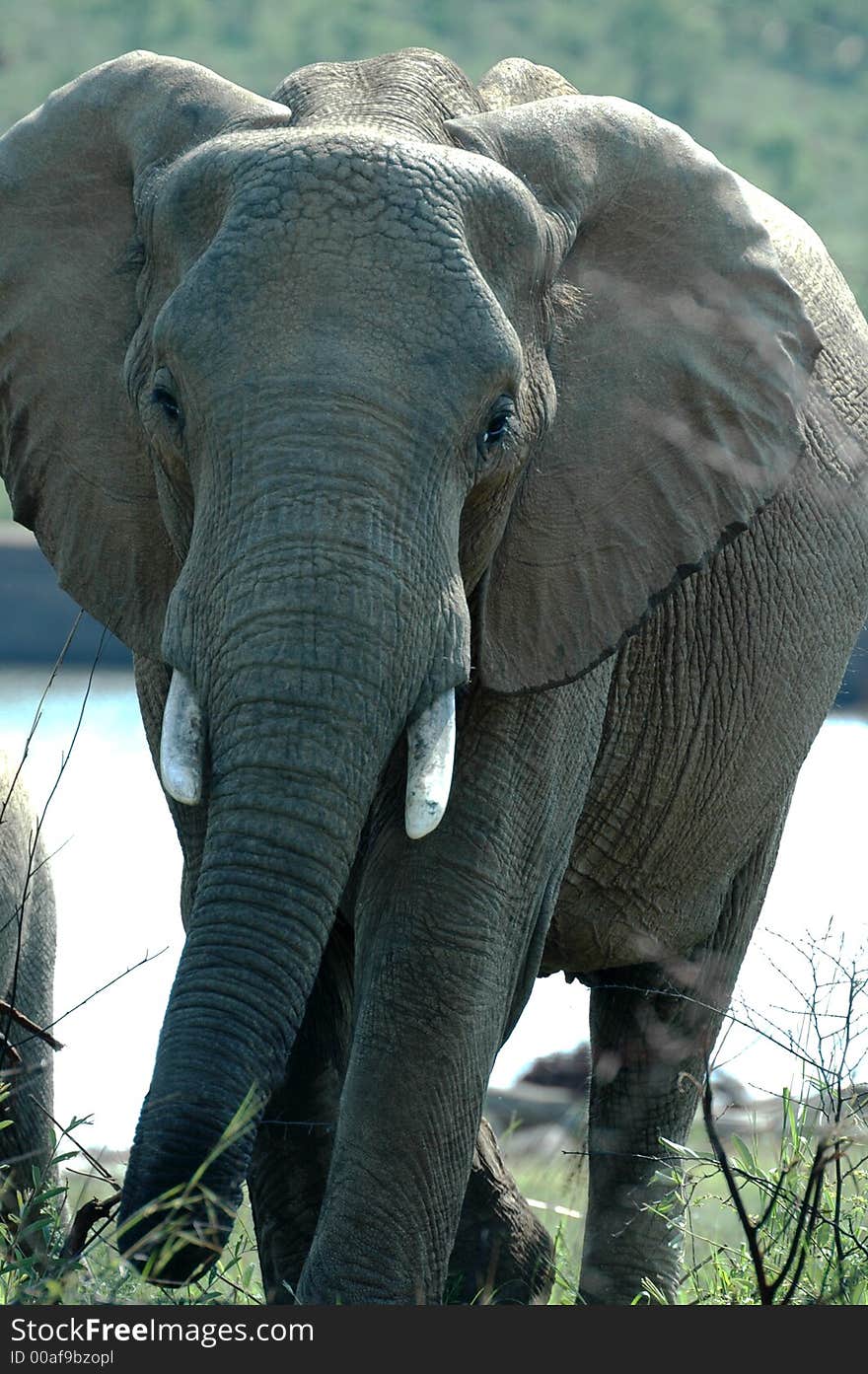 Loxodonta africana - African elephant, photographed in South Africa.