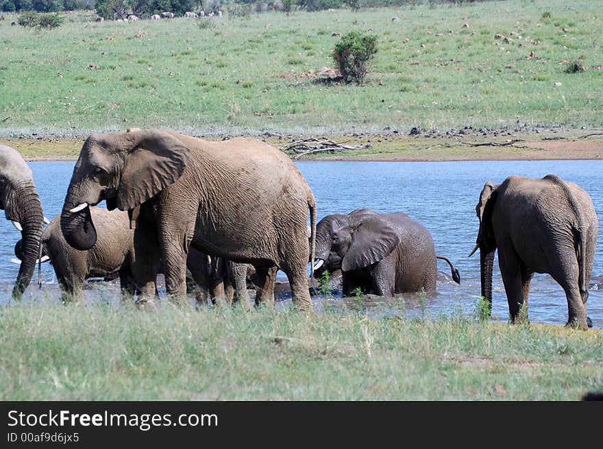 A herd of elephants playing in the water of a dam. A herd of elephants playing in the water of a dam.