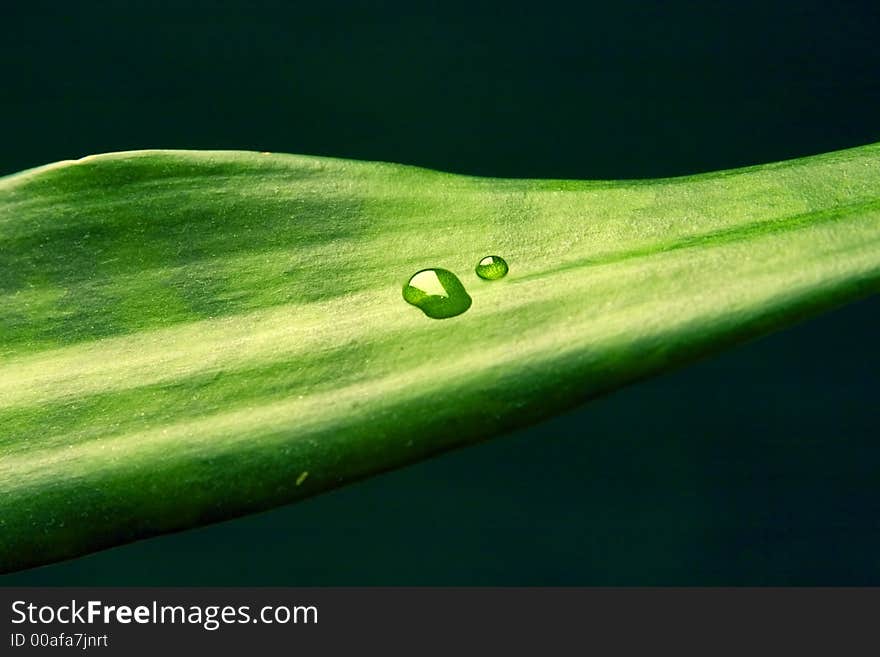 Sheet of decorative plant with transparent a drop of water on him