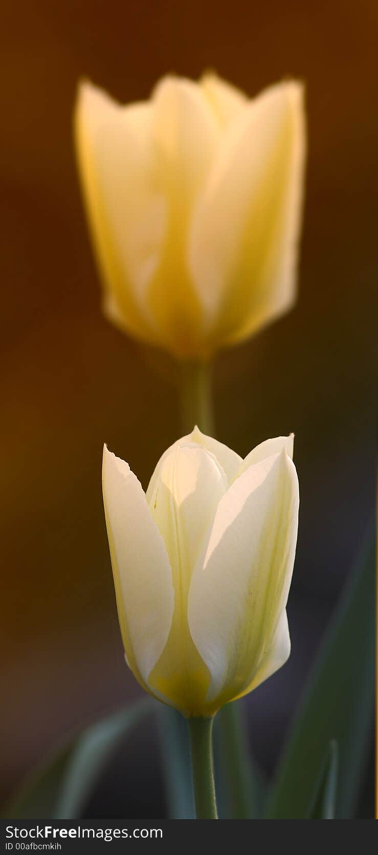 White tulips early evening (sunset). Icon photo. White tulips early evening (sunset). Icon photo.