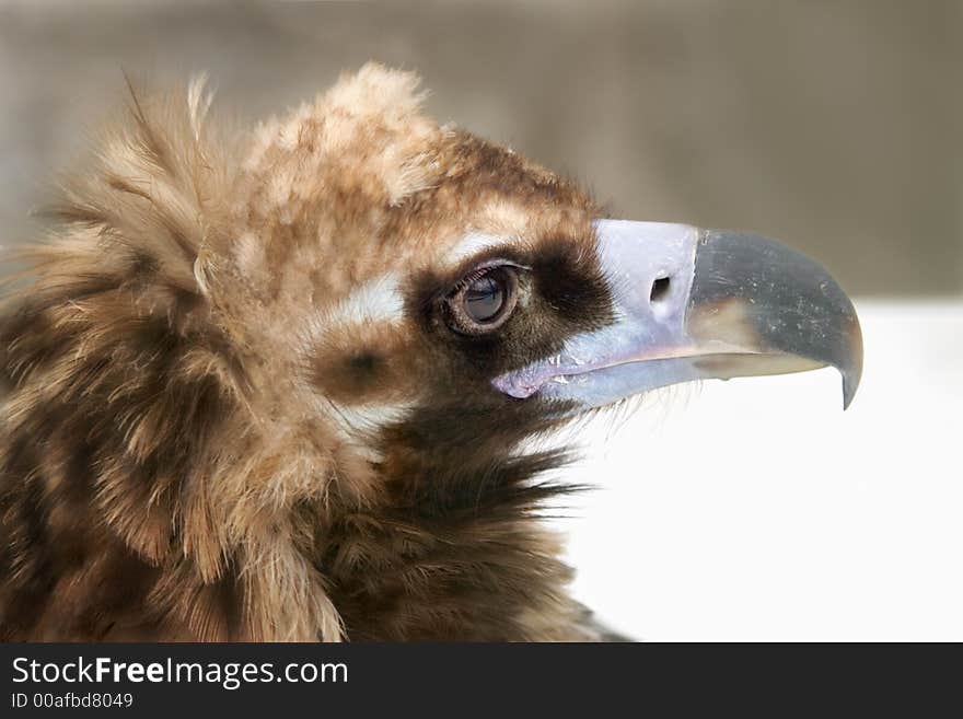 Majestic hooked profile of a wild eagle. Majestic hooked profile of a wild eagle