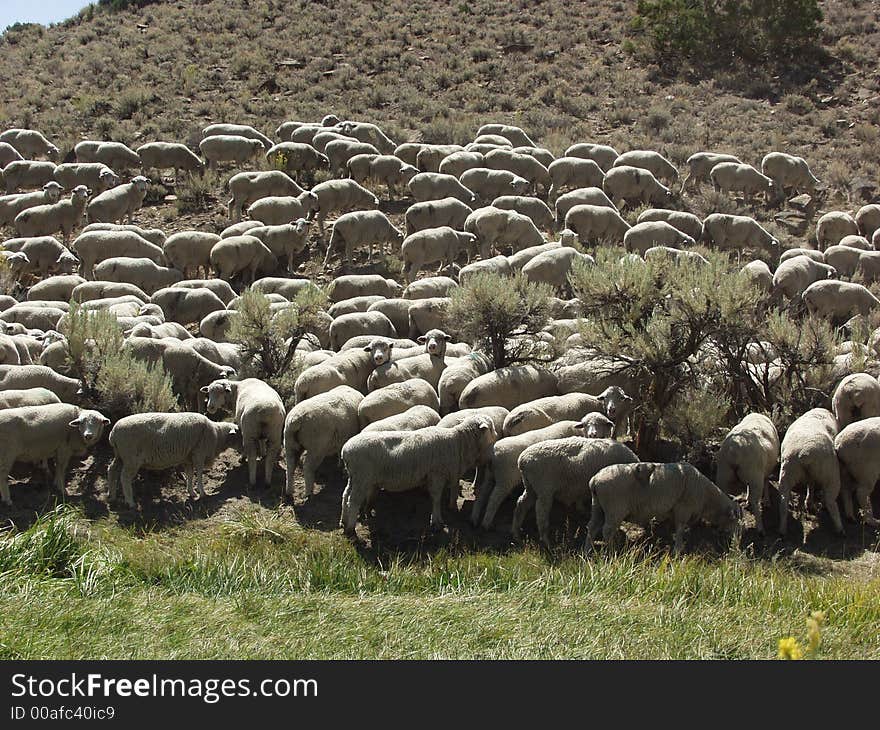 Flock of sheep