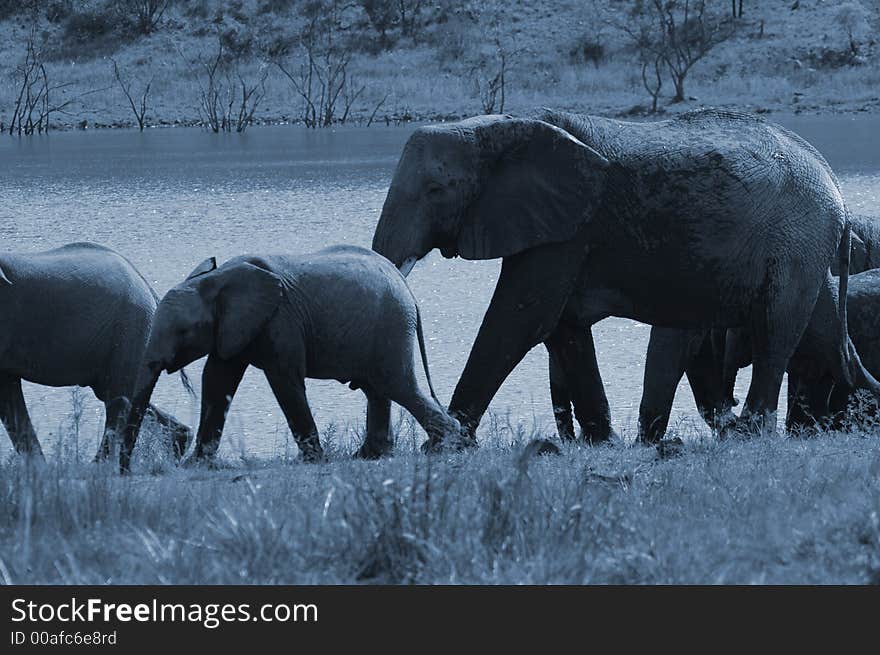 An elephant herd in the full moon, South Africa. An elephant herd in the full moon, South Africa.