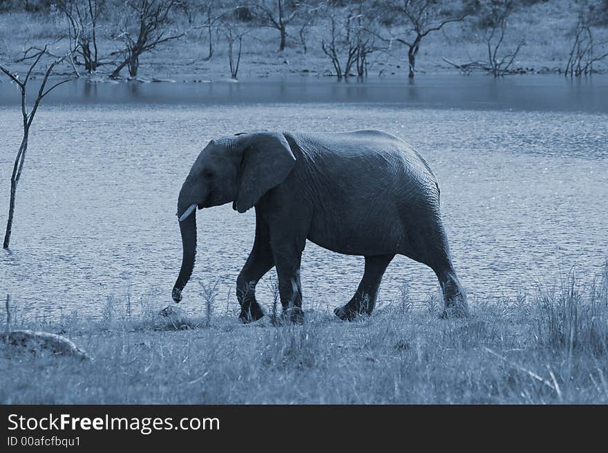 An elephant in the full moon, South Africa. An elephant in the full moon, South Africa.