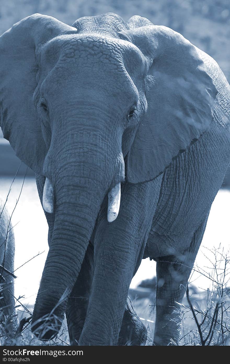 An elephant in the full moon, South Africa. An elephant in the full moon, South Africa.