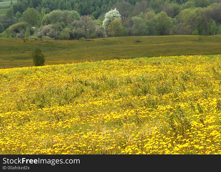 Spring landscape