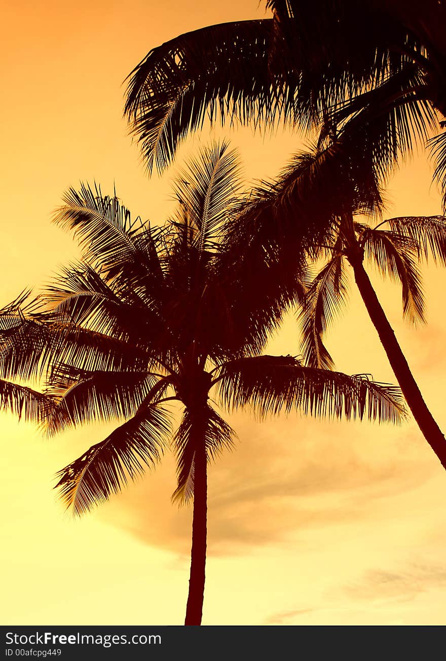 Photo of palm in sunset (not isolation). Photo of palm in sunset (not isolation)