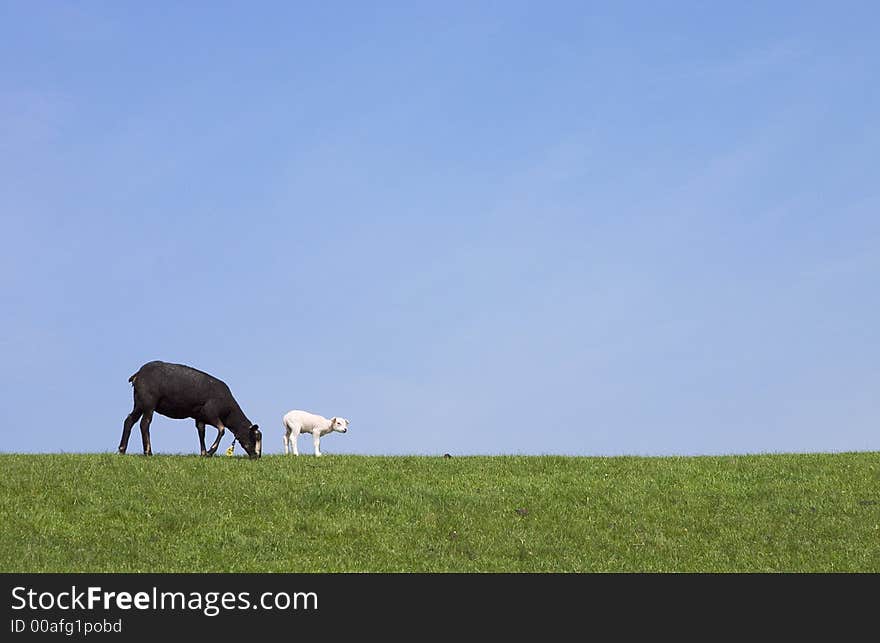 Black sheep and white lamb on a against a blue sky. Black sheep and white lamb on a against a blue sky