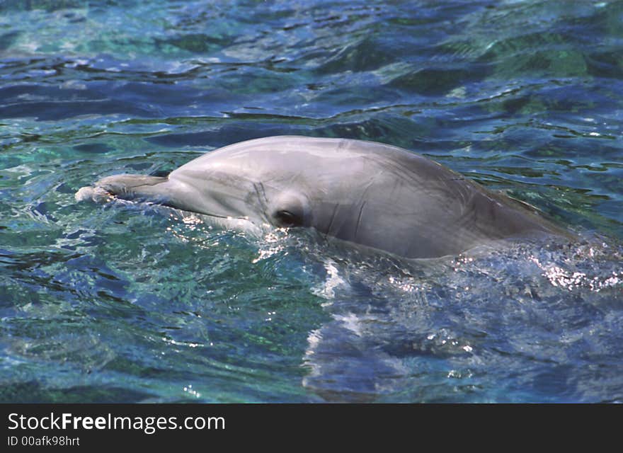 Dolphin coming by to see whats going on