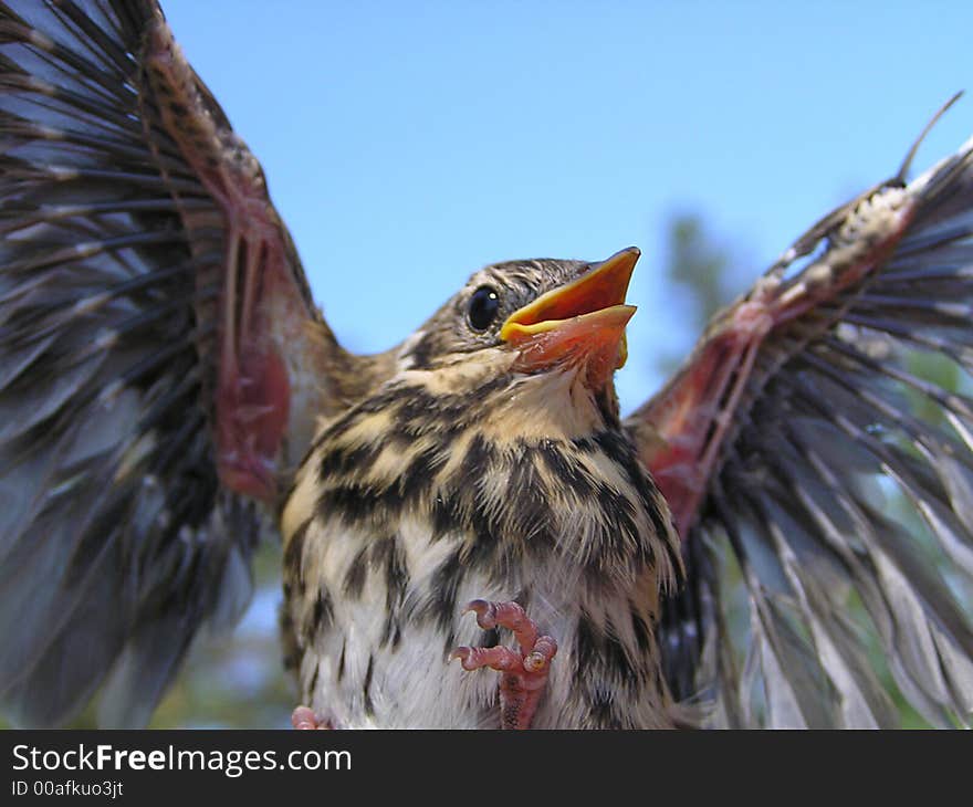 Nestling, which has flown from jack