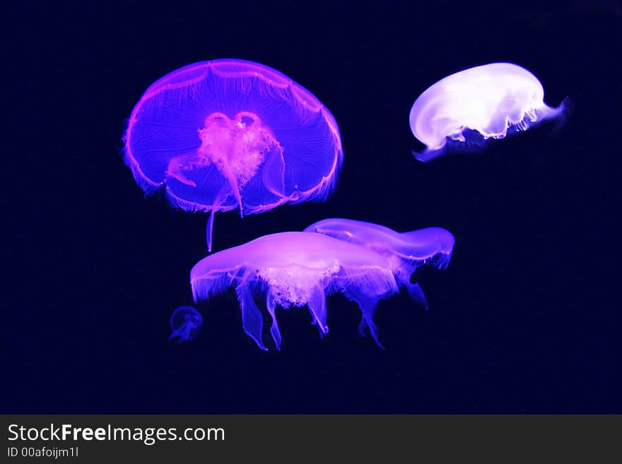 Jellyfish in aquarium. Jellyfish in aquarium.