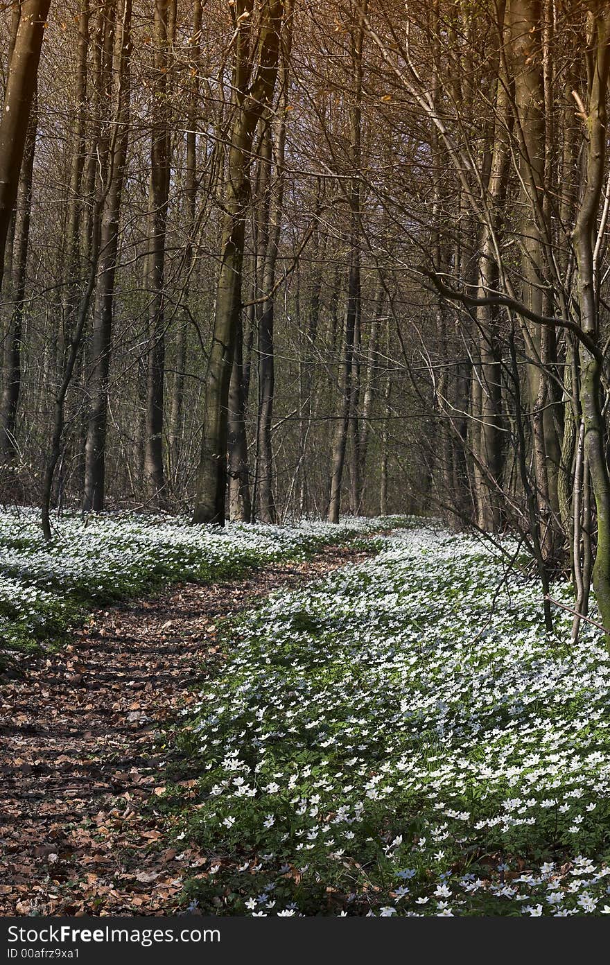 Springtime in a Danish forest