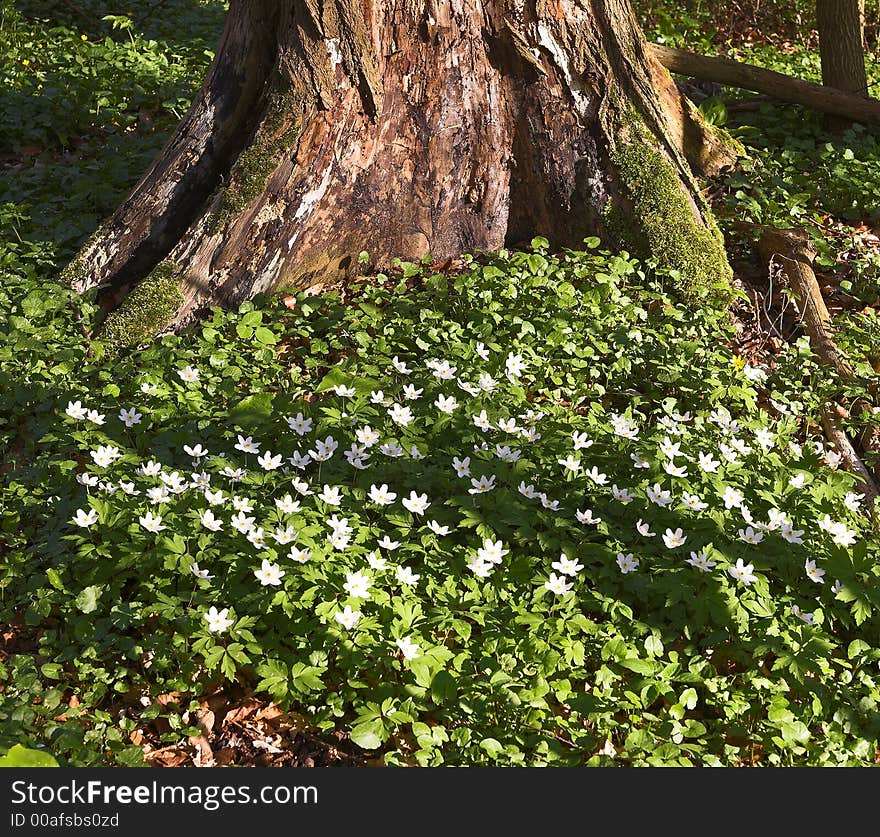 Forest Flowers