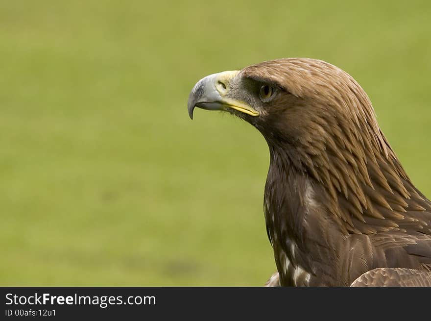 The magnificent Golden Eagle, one of the most regal of raptors that reside in the UK. The magnificent Golden Eagle, one of the most regal of raptors that reside in the UK.