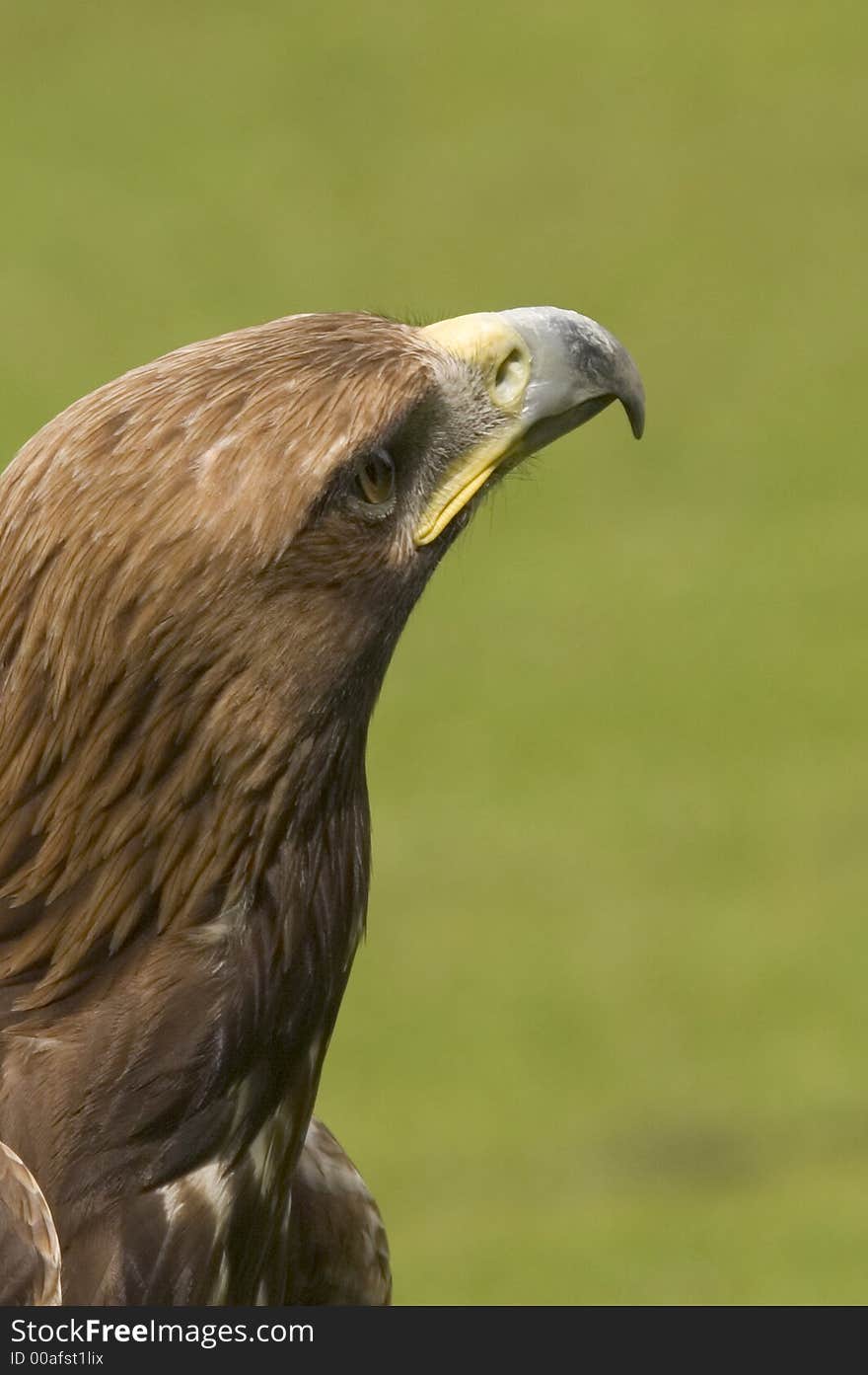 Eagle Looking For Prey