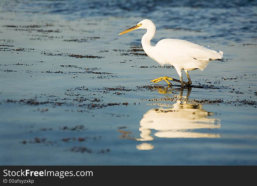 Hunting Heron