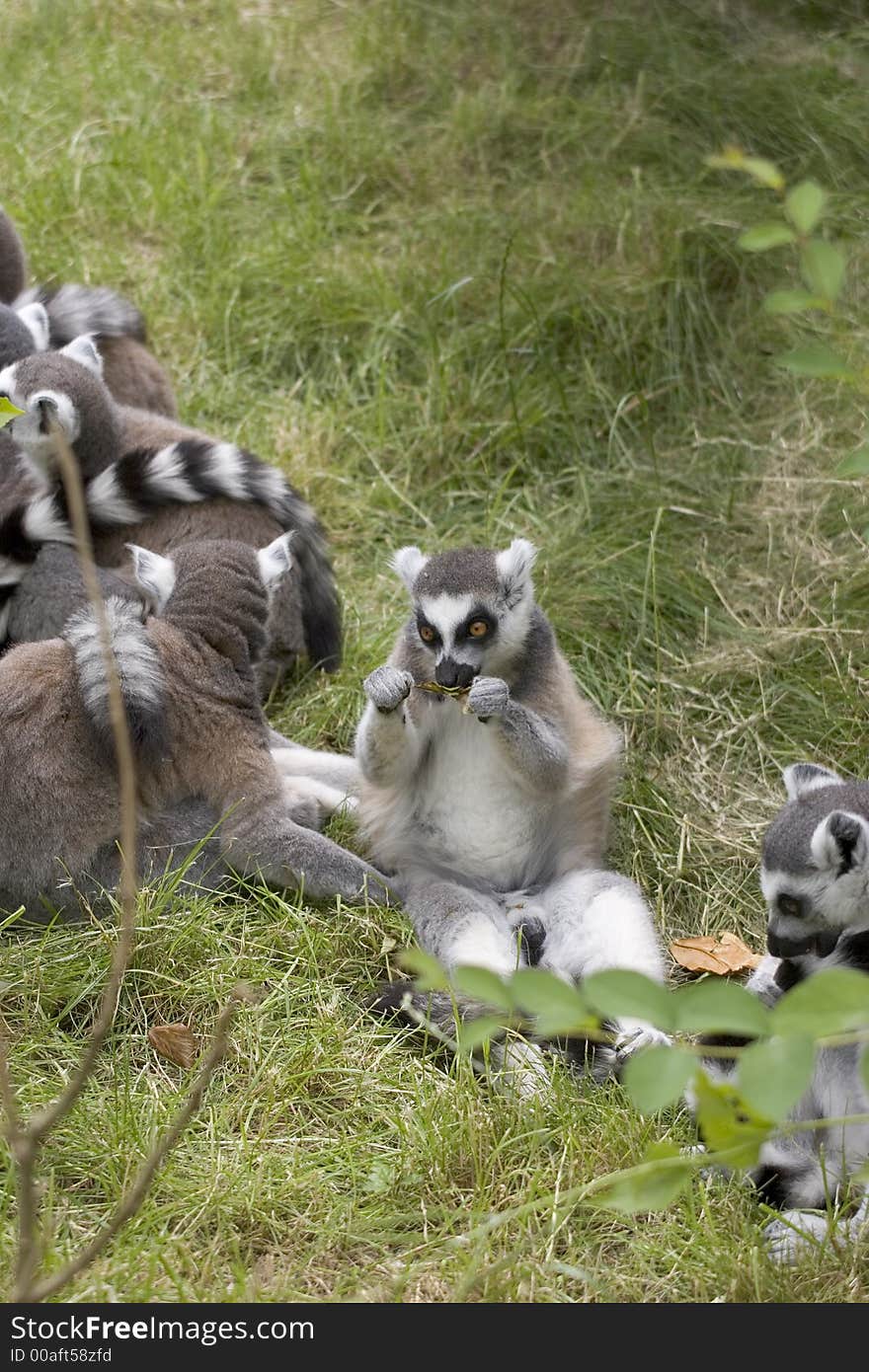 A Ring-tailed Lemur taking time out for a bite to eat. A Ring-tailed Lemur taking time out for a bite to eat.