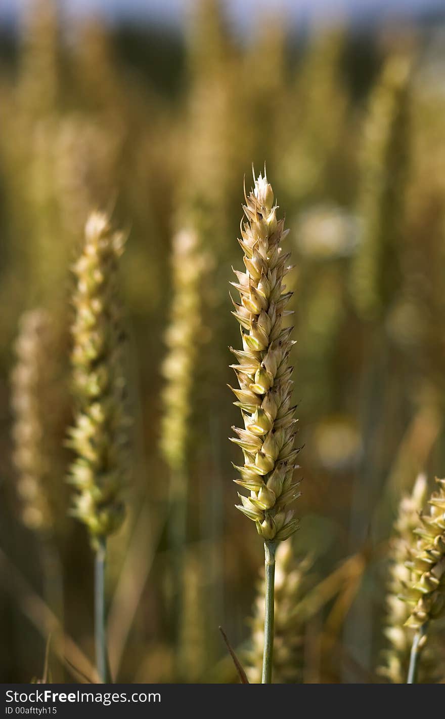 Close-up photo of wheat in Denmark