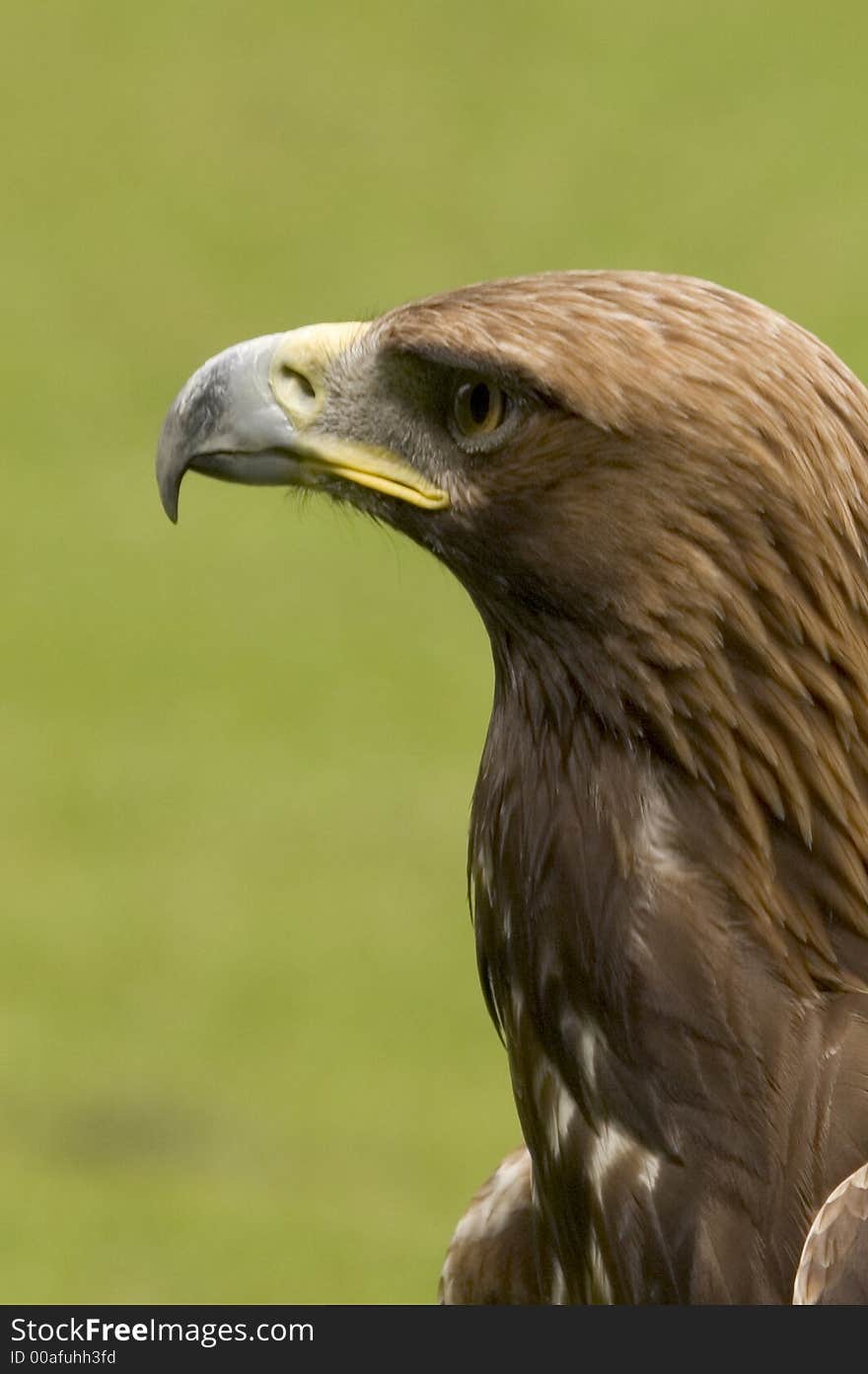 Golden Eagle