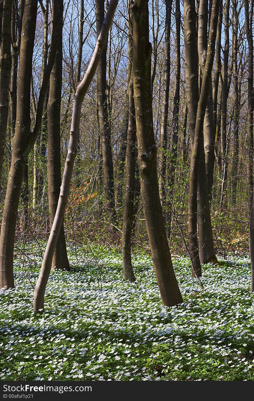 Springtime in a Danish forest