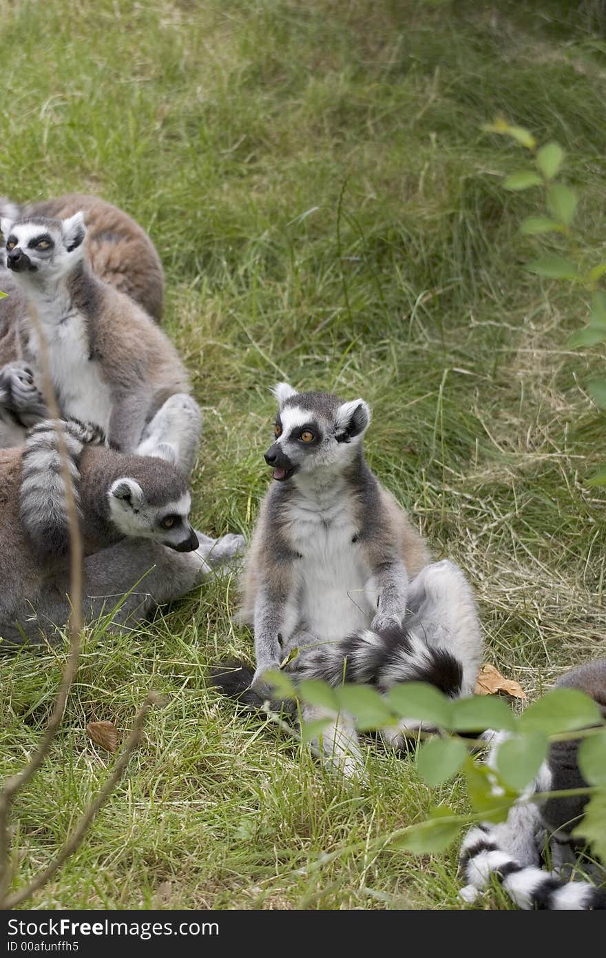 A family of endangered Ring-tailed Lemurs. A family of endangered Ring-tailed Lemurs.