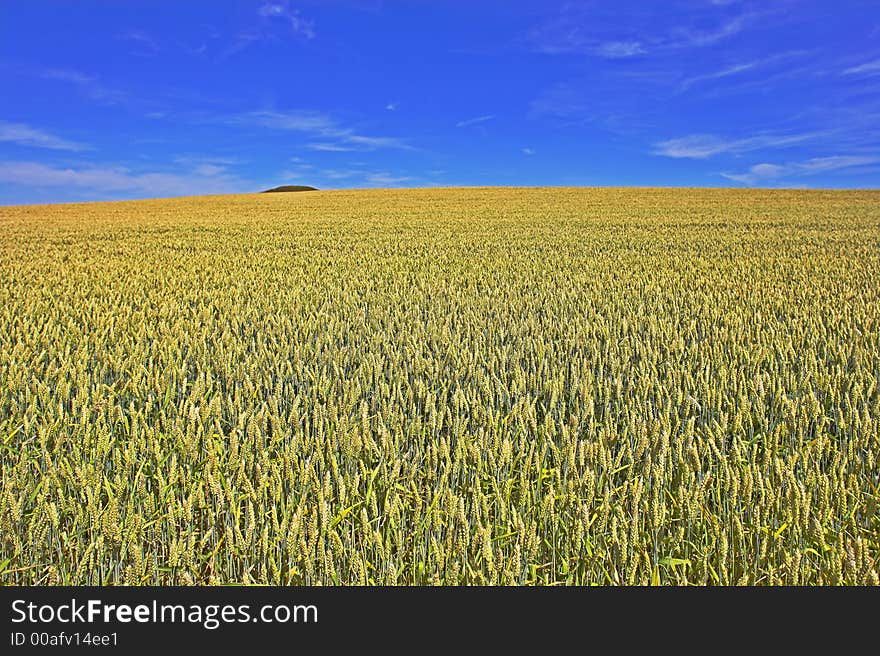 Field of wheat in early spring (usefull as background). Field of wheat in early spring (usefull as background)