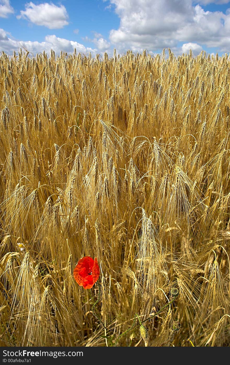 Corn field with red flower in Denmark. Corn field with red flower in Denmark