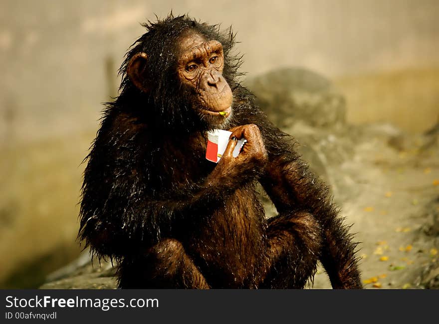 Monkey holding an ice - cream cup . Monkey holding an ice - cream cup .