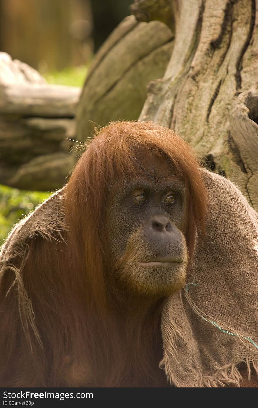 This Orangutan has that Monday morning feeling.