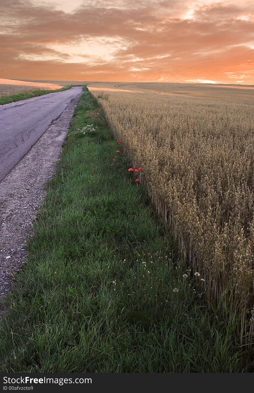 It's a photo of corn fields in Denmark