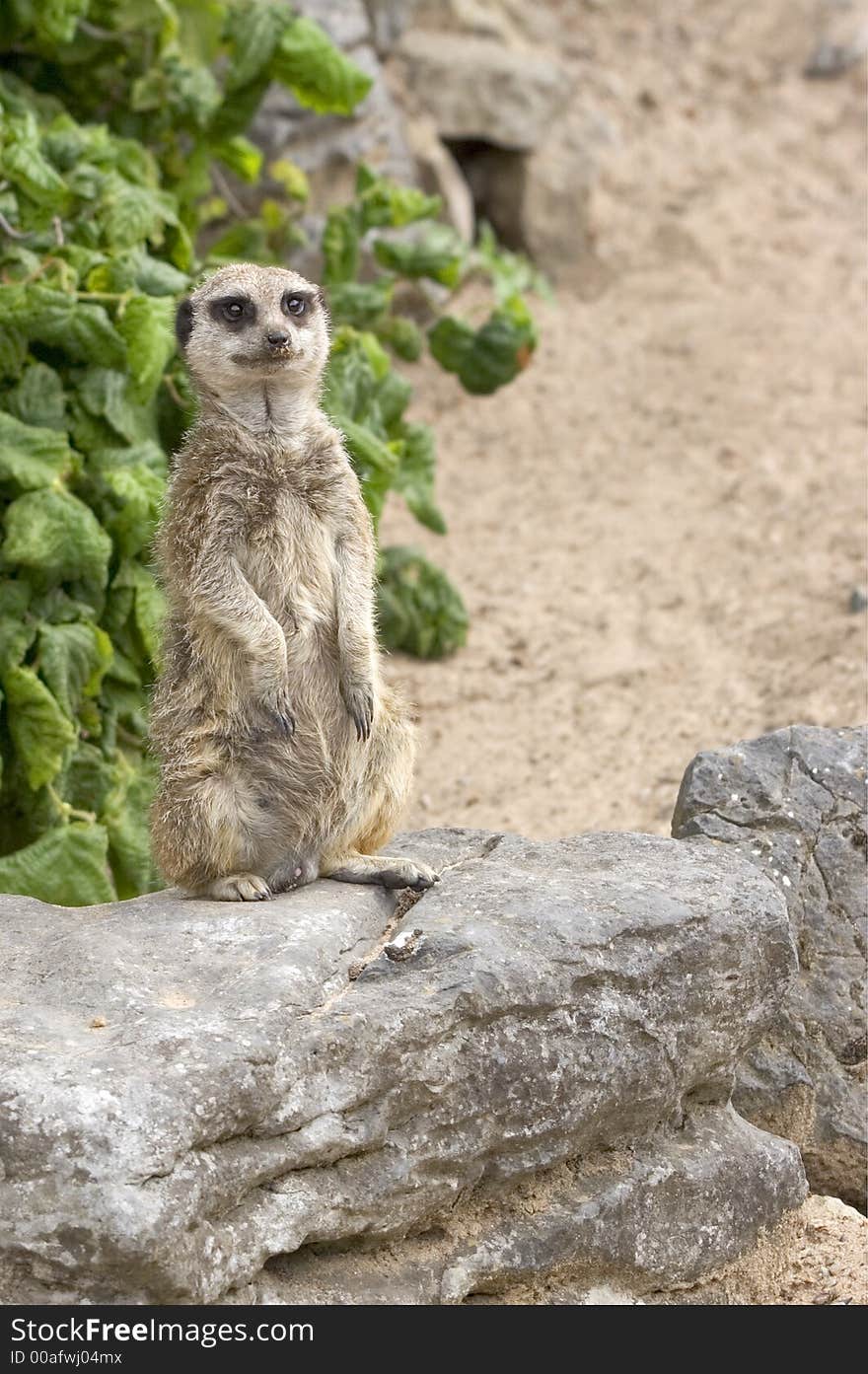 Meerkat on Rocks