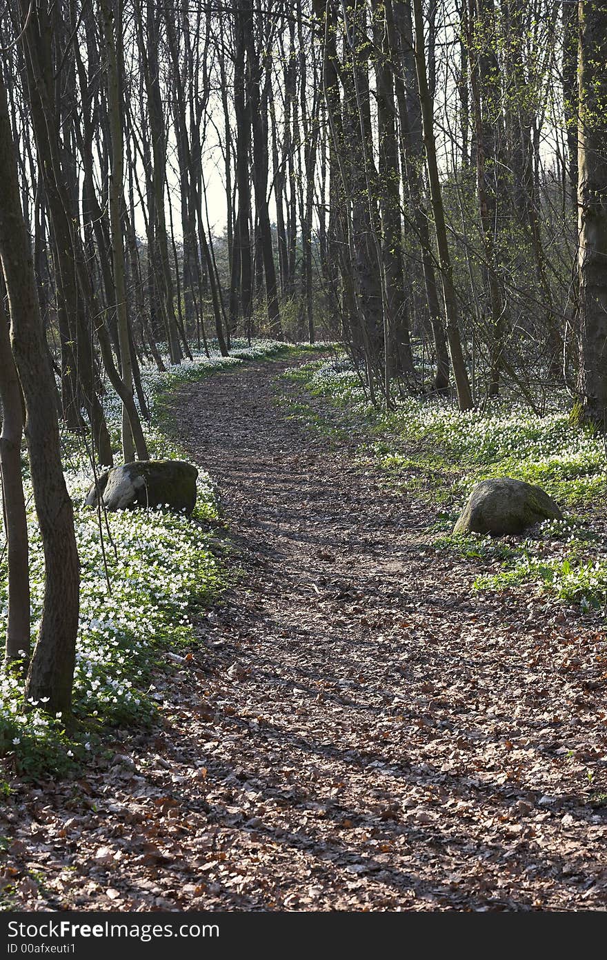 Springtime in Danish forest (April)