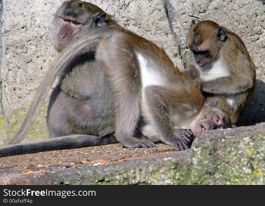 View of Macaque Family on the Rock. View of Macaque Family on the Rock