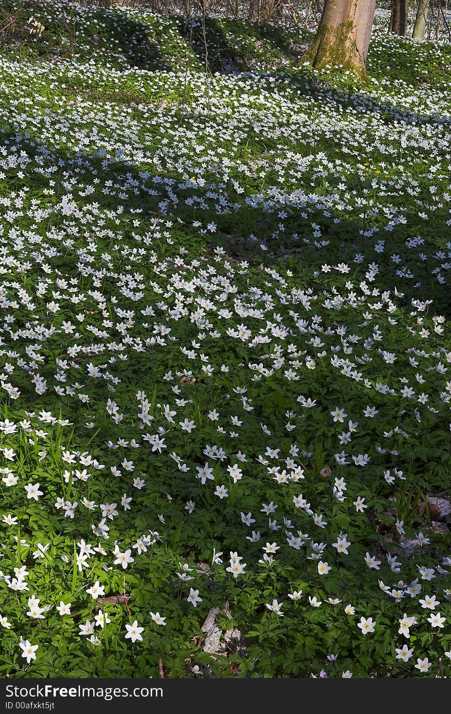 Springtime in a Danish forest