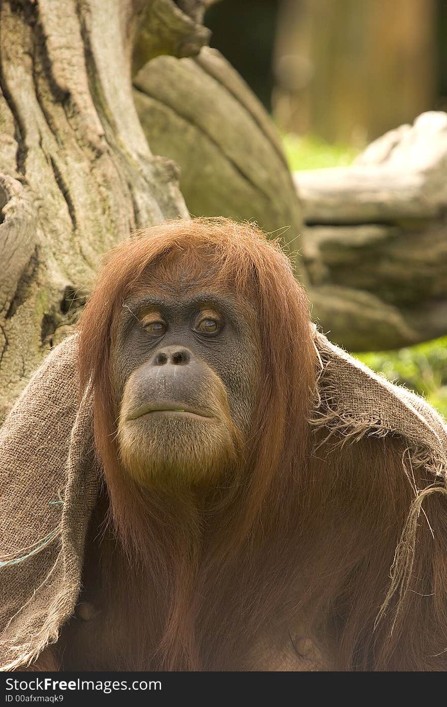 A female Orangutan, deep in thought. A female Orangutan, deep in thought.