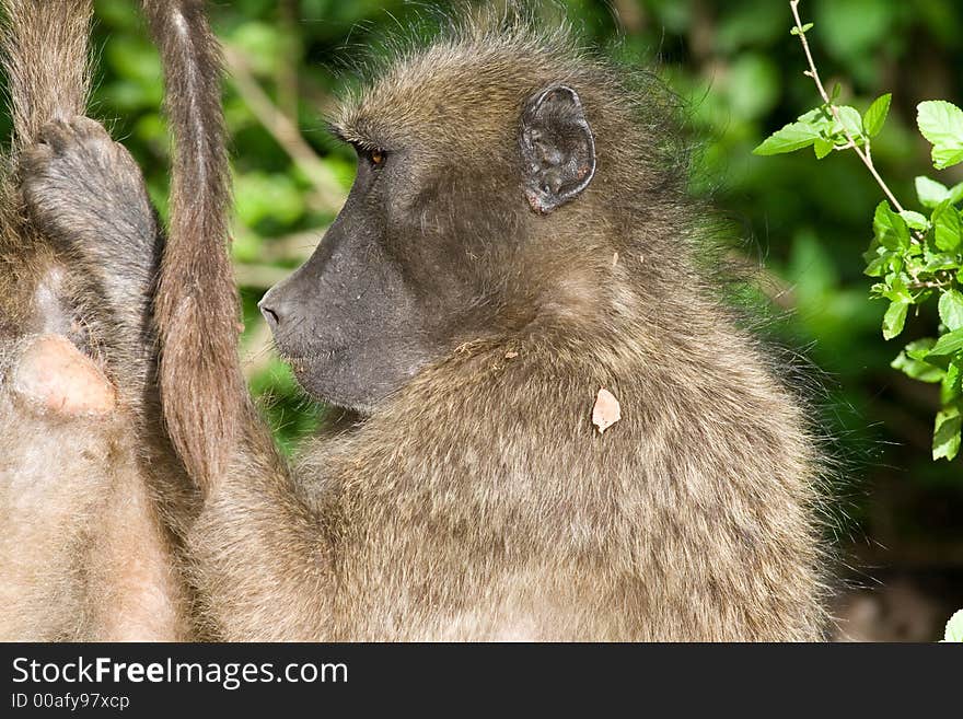 Chacma Baboons busy with their early morning grooming