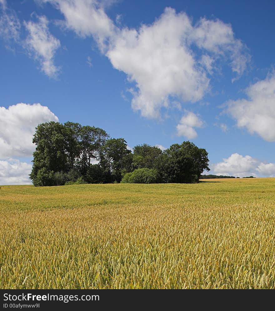 Photo of small forst in a corn field in Denmark. Photo of small forst in a corn field in Denmark