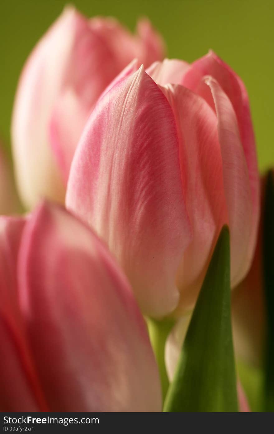 Red tulips