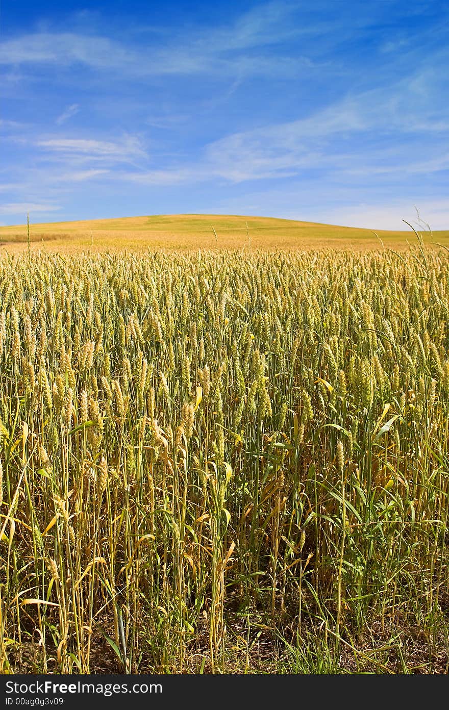 It's a photo of a corn field