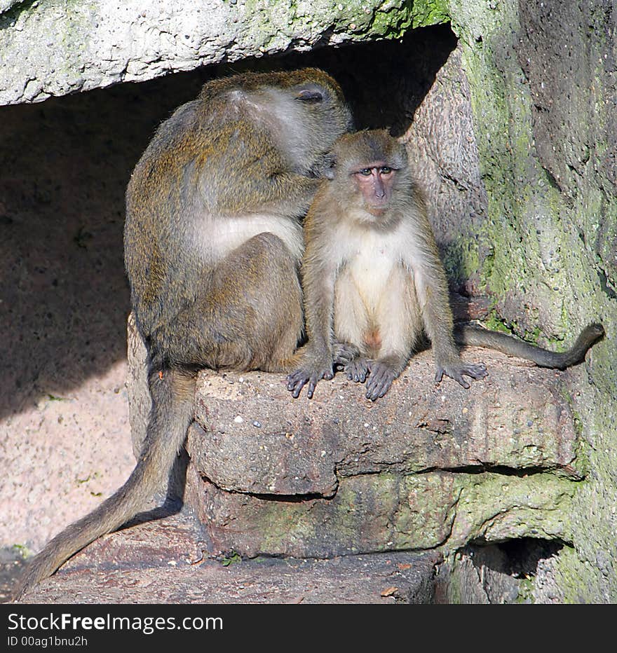 View of Macaque Family on the Rock. View of Macaque Family on the Rock