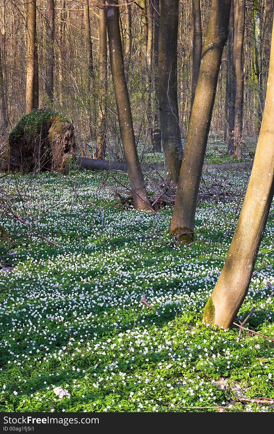 Springtime in Danish forest with lots of flowers. Springtime in Danish forest with lots of flowers