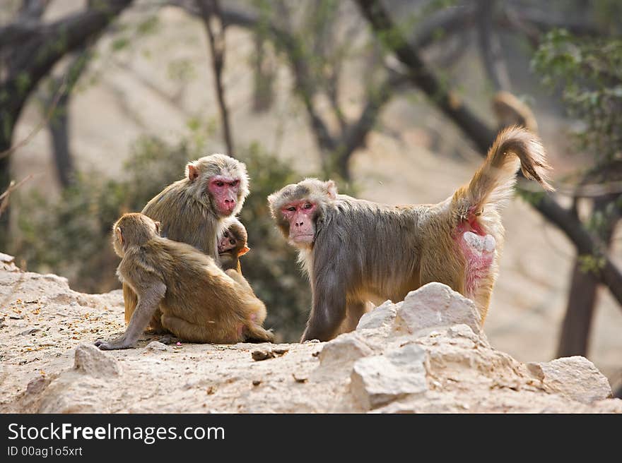 Indian monkey (in the streets of New Delhi). Indian monkey (in the streets of New Delhi)