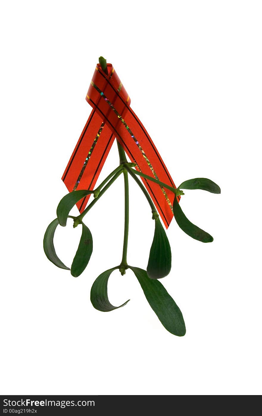 Macro of mistletoe twig with a red ribbon, isolated on white background.