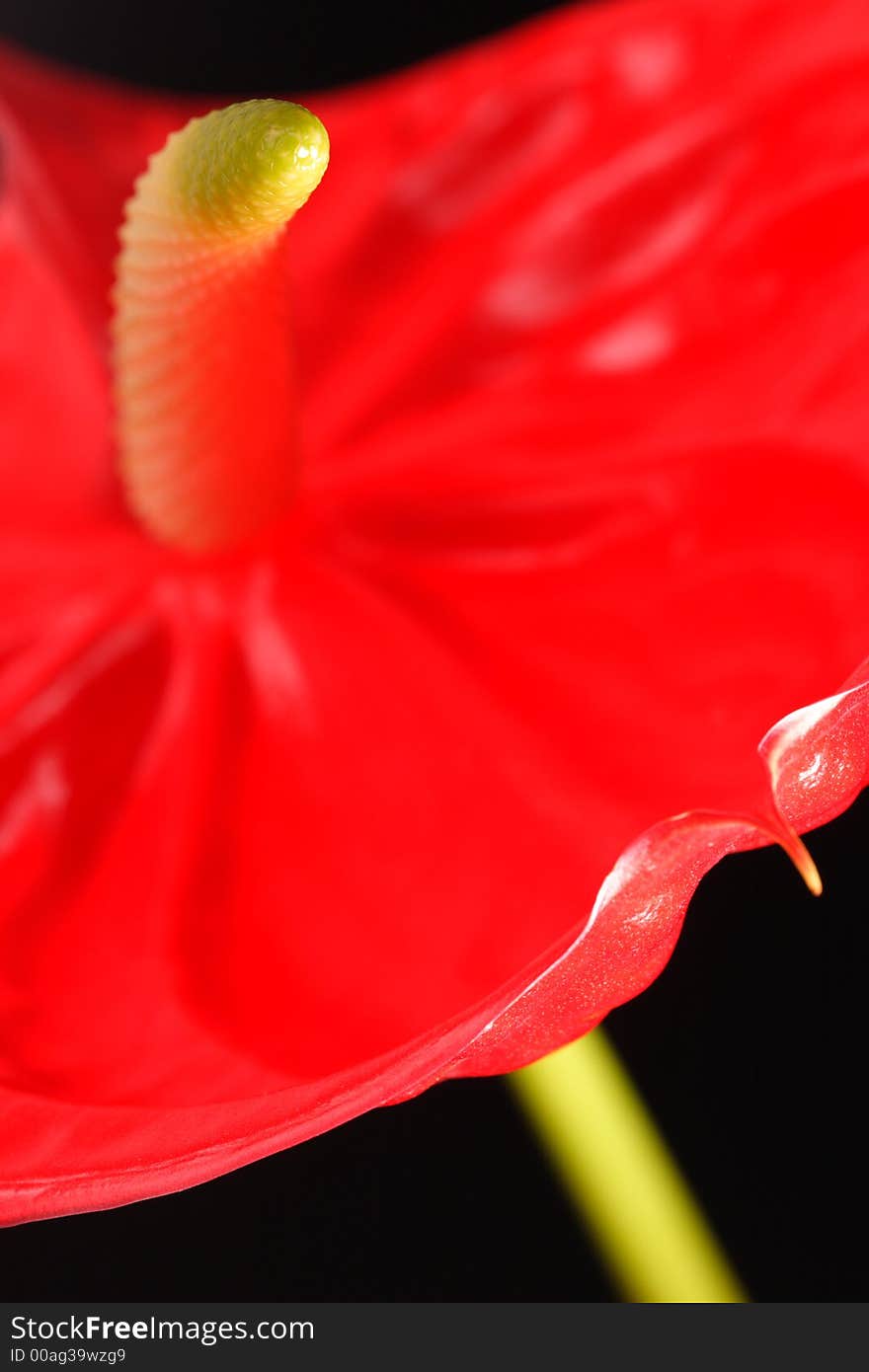 Beautiful red Anthurium flower in studio